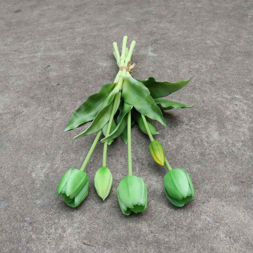 Enduring elegance flowers with different colours 5 heads